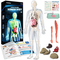 Human Body Skeleton Model Kits - 40 Piece Anatomy Figure